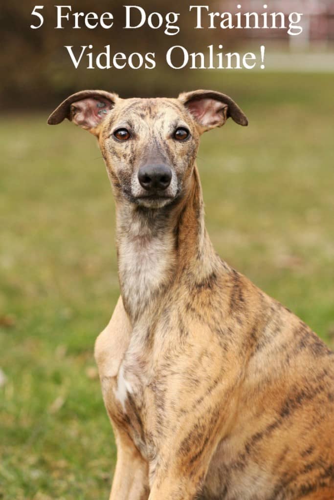 Watch free dog training videos online