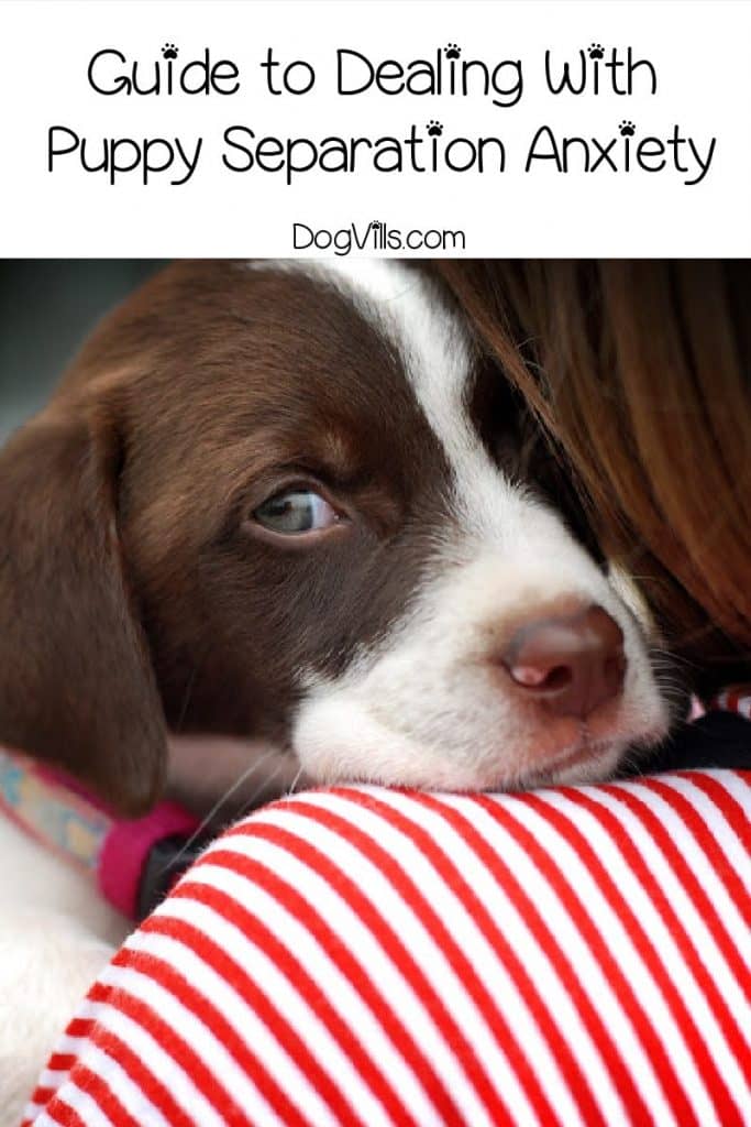 If your pooch freaks out when you leave him alone, check out our tips to prevent separation anxiety in your puppy to help ease his fears!