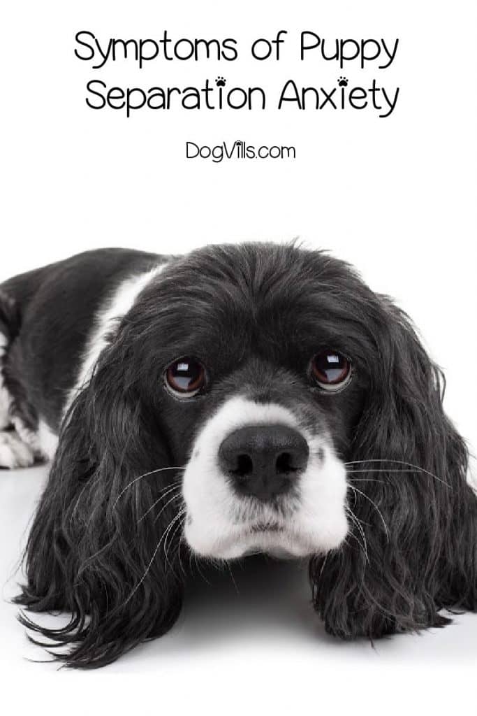 Before we can talk about how to deal with puppy separation anxiety, we need to make sure that's actually what we're dealing with. Here are the most common symptoms.