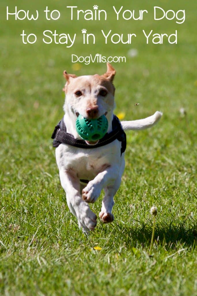 Wouldn't it be nice to know that your dog will stay in your yard instead of roaming? Our dog training tips may be able to help! A fence or other containment system can ensure your dog stays confined to a specific area, but that may not always be feasible.