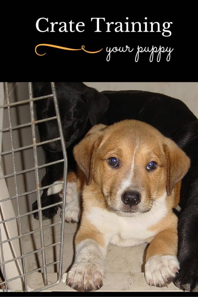 Help your new friend find a safe place of his own with our dog training tips for crate training your puppy. It's one of the best ways to train your dog.