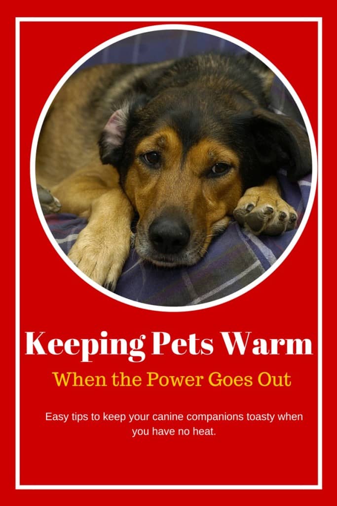 Keeping pets warm when the power goes out is challenging, especially when you're trying to keep yourself warm! Check out our easy tips for keeping you and your pets more comfortable until the lights come back on.
