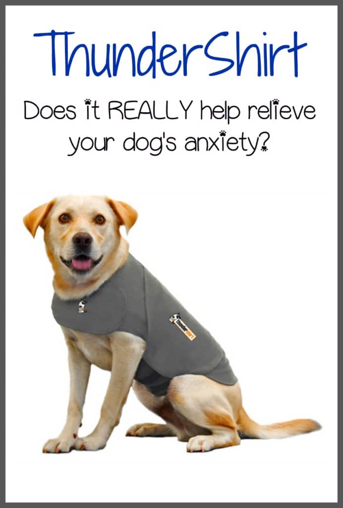 Wondering if the ThunderShirt really works to alleviate anxiety in dogs? We checked into it and shared out findings with you! Check it out!