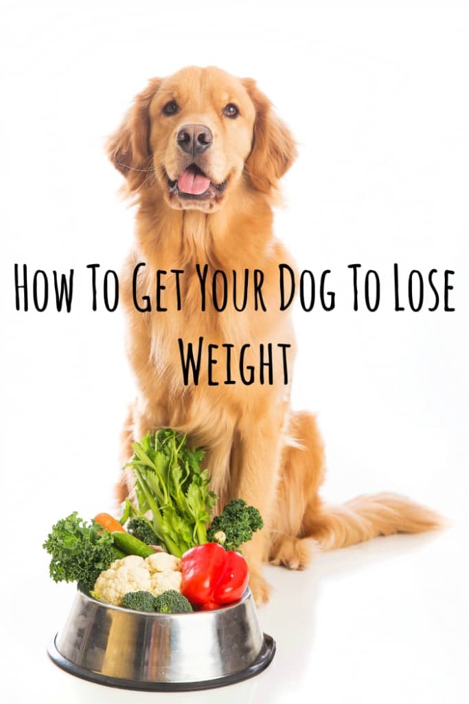 Check out some easy and sensible ways to help your dog lose weight without spending a fortune or making Fido miserable by resorting to the green bean diet.