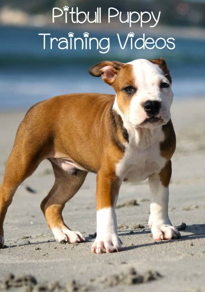 Here's a great collection of pitbull puppy training videos to help you on your journey to having a well behaved Pittie. These are informative and cute!