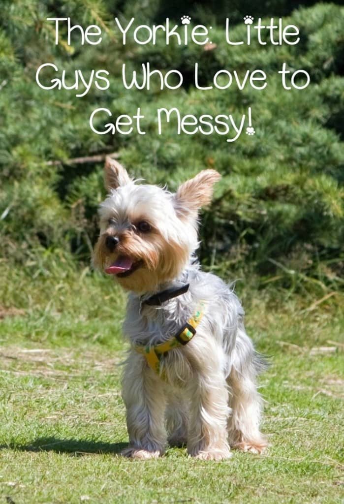 Small hypoallergenic dogs are great pets, but some need more care than others. Yorkshire Terriers are one of the small hypoallergenic dogs that need that.