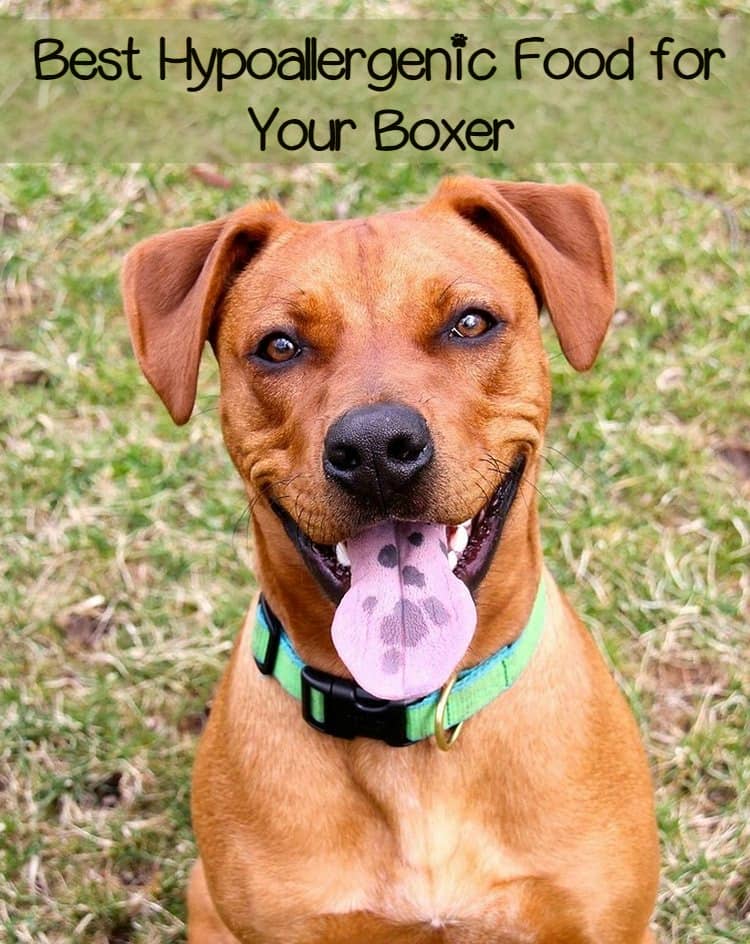 Boxers are prone to GI issues, so a hypoallergenic dog food for Boxers completely free of grain is best. Remember, hypoallergenic dog food isn't always grain fee.