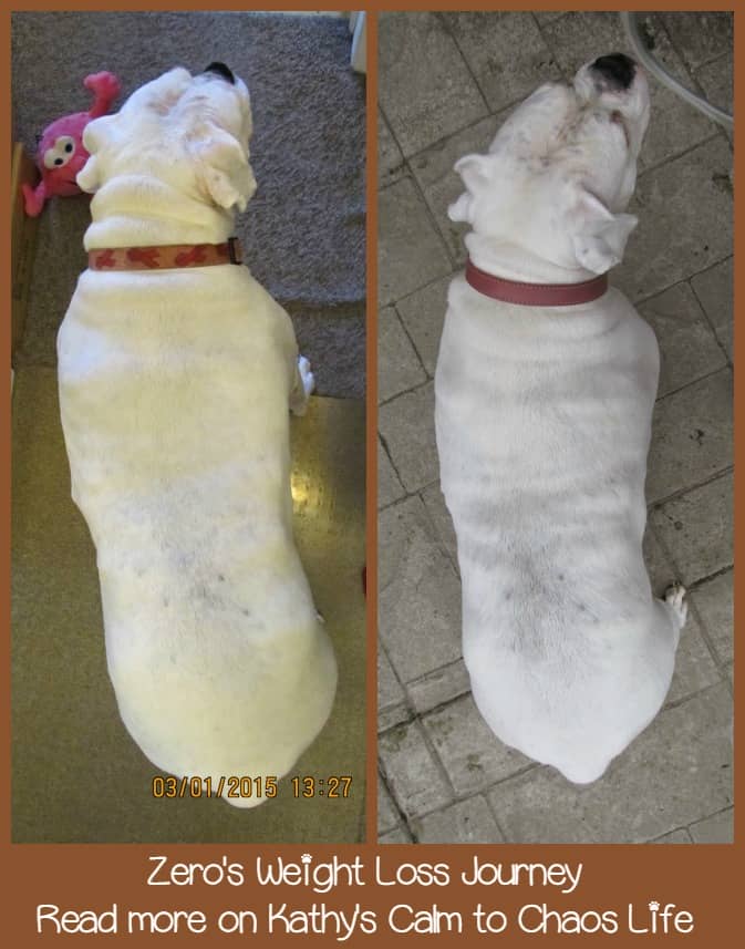 Just like in humans, the way to reach the perfect weight for your pet is often a slow and steady path. See how Hills Science Diet Perfect Weight can help! #PerfectWeight