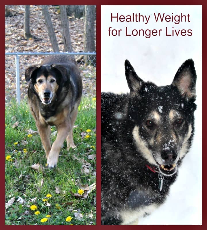 Maintaining a healthy weight in your dogs can help give them longer lives. Just ask Maia and Tasha! They'll both be 14 this year!