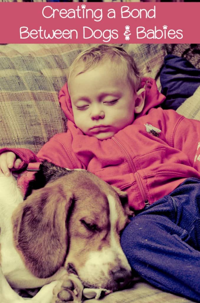Dogs and babies go together like peanut butter and jelly, but you have to prepare the sandwich. Dog and babies can get along great if you approach it well.