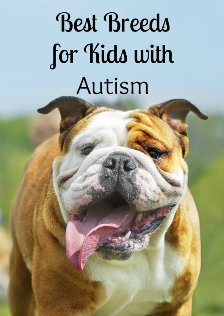 Thinking about getting a dog for a special needs child? See our picks for the best dogs for kids with autism! A special buddy can make a big difference!