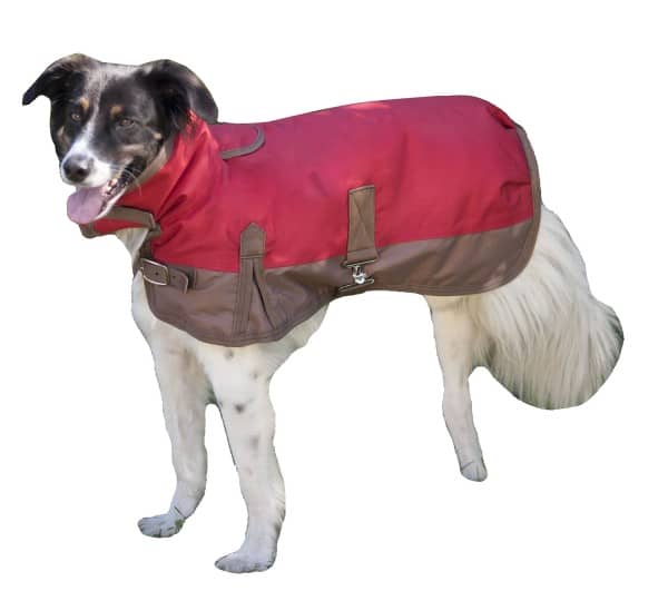 Keep your best canine friend warm, dry and totally on trend with these stylish waterproof dog jackets! Check them out now!
