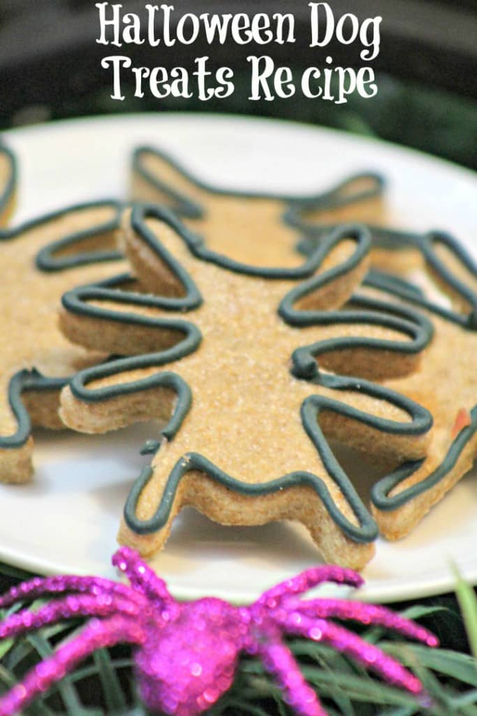 Looking for a great hypoallergenic dog treat recipe? Check out our fun spider Halloween dog treat & let your pooch in on the spooky festivities!