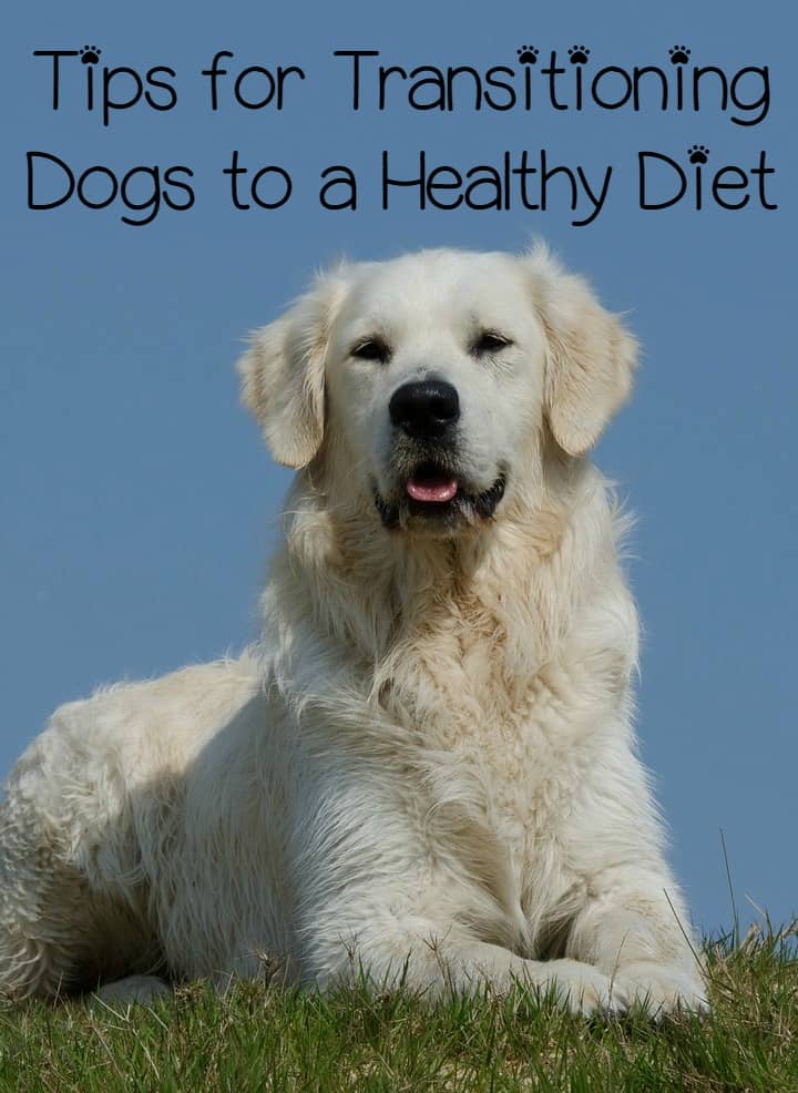 Transition to a healthy diet can be difficult for dogs. They're used to whatever tasty kibble they had, so transitioning to a healthy diet can be tough.
