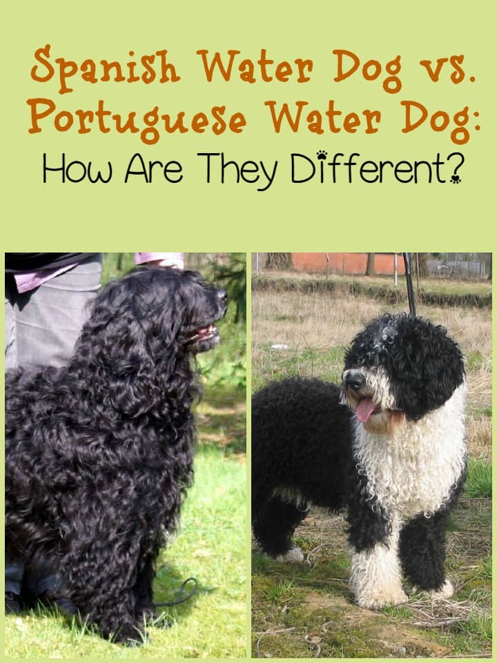 The Spanish Water Dog and The Portuguese Water Dog are quite similar breeds. Both the Spanish Water Dog and the PWD are hypoallergenic water retrievers.