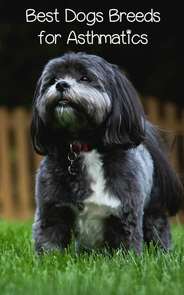If you have asthma, just any hypoallergenic dog may not do to keep symptoms at bay. Check out our list of the four best breeds of dogs for asthmatics.