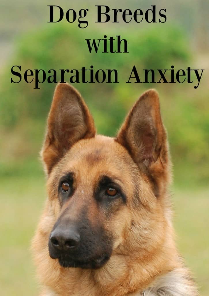Some dogs have more issues with being away from their families than others. Check out this list of six dog breeds with separation anxiety to help you pick the right dog for your family, especially if you travel often or work outside the home!
