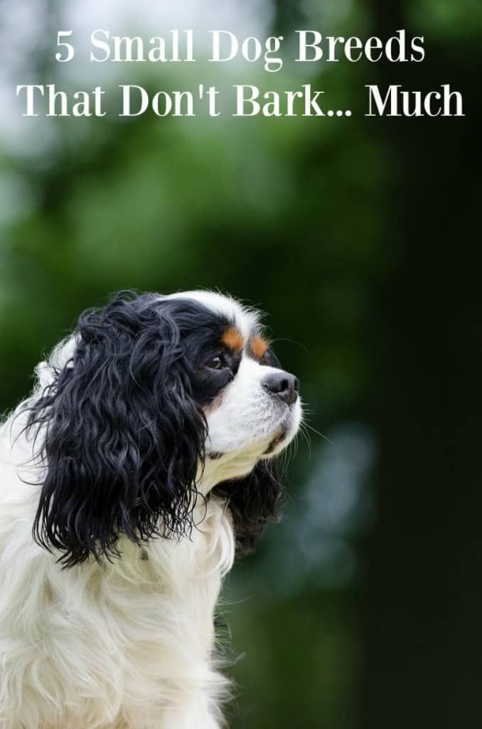 If you're looking for small dog breeds that don't bark much, you're in luck. There are some small dog breeds that don't bark much.