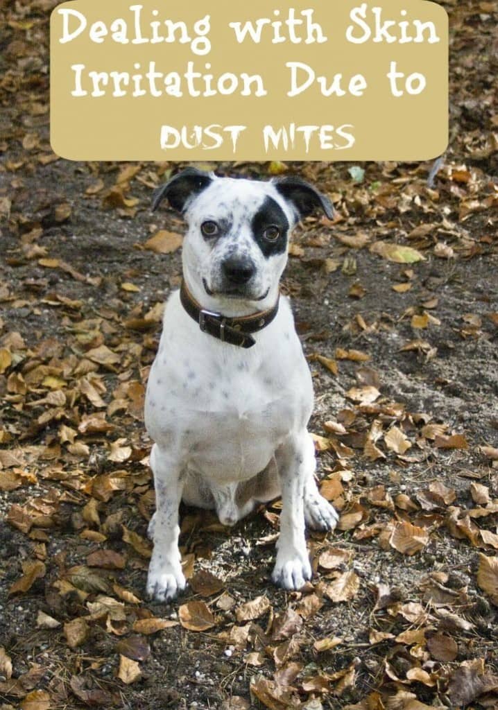 Skin irritation can be a beast to handle in dogs. Mites can make skin irritation worse, so here are tips to keep mites to a minimum in your home.