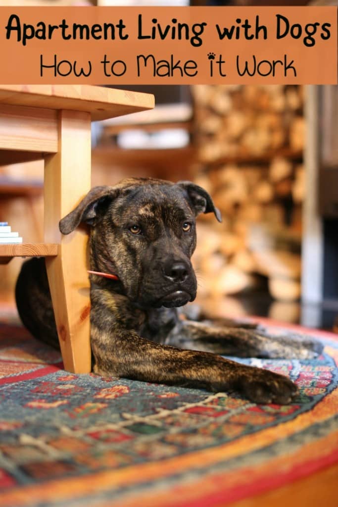 Apartment living with dogs is easier than you think. Apartment living and dog ownership is all about making good decisions from breed to training.