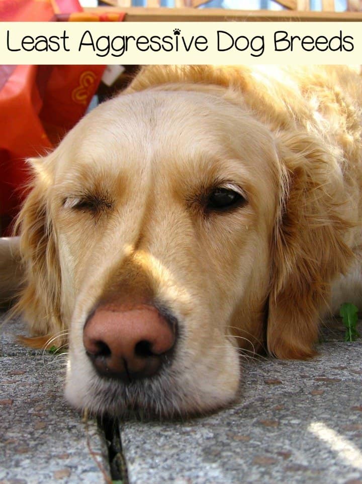 If you're looking for the least aggressive dog breeds, keep in mind that aggression is a learned trained, so any dog can be the least aggressive with good training. However, these dogs have a reputation for being the most relaxed overall. Check them out!