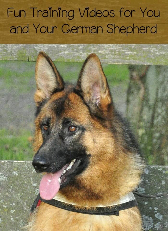 On the hunt for some fun training videos for you and your German Shepherd? We’ve got them right here! Check out these fun videos.