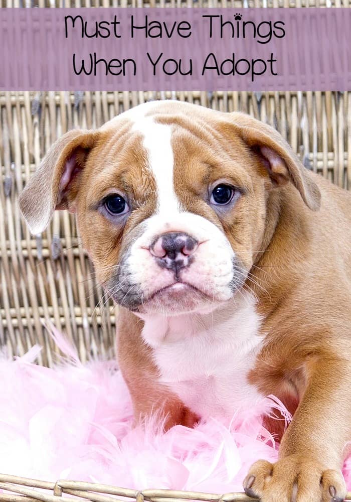 There are some must have things when you adopt a dog that you might overlook. I have taken the liberty of writing them down for you! Check this out.