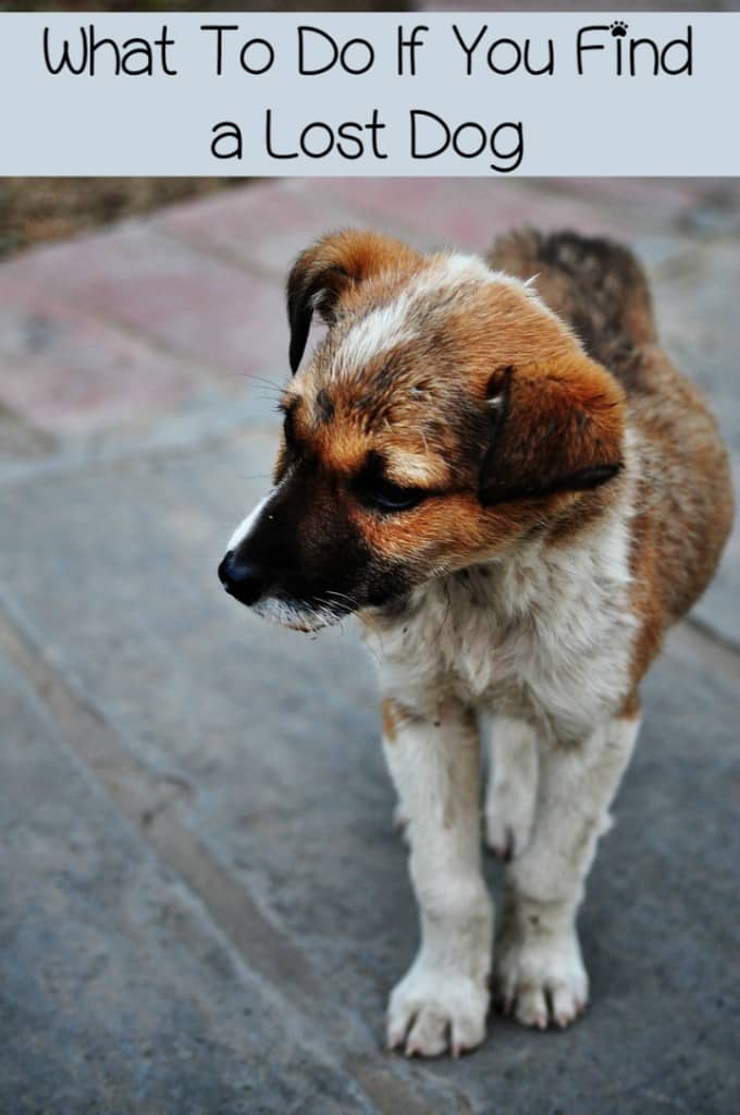 What do you do if you find a lost dog? How can you help Fido find his family? Read more to find out what to do right away and in the long term.