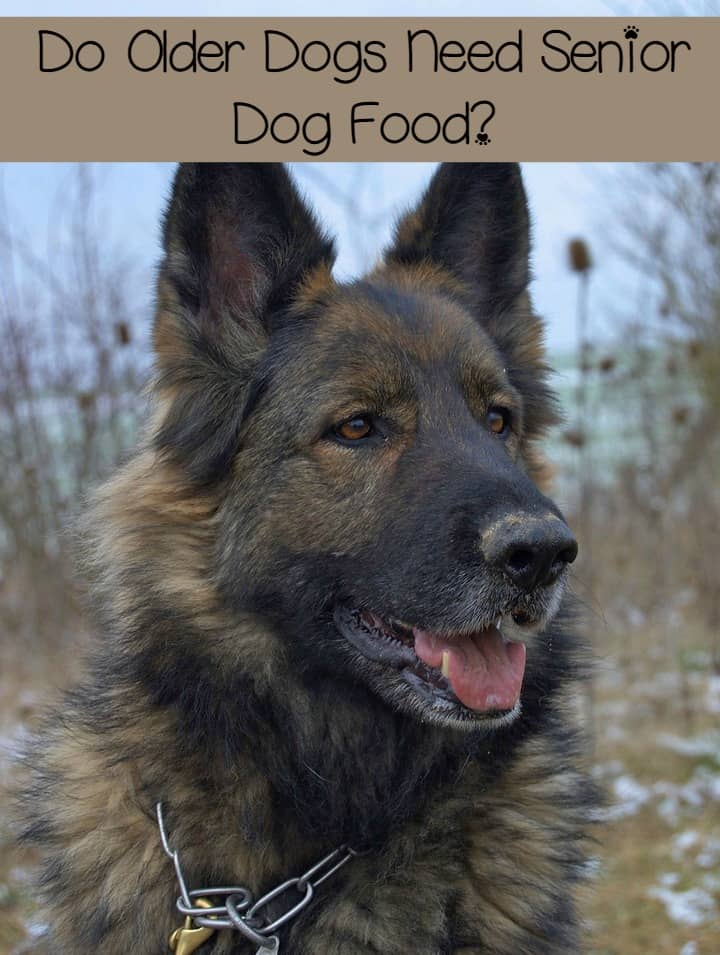 Do older dogs really NEED a special senior dog food? The answer may surprise you!