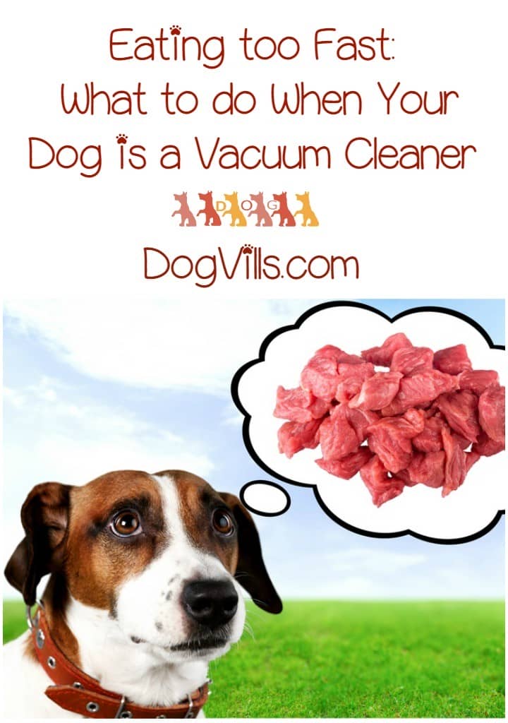 Eating too fast can open up your dog to bloat, a painful and potentially deadly condition. Here are some ways to prevent eating too fast and possible bloat.