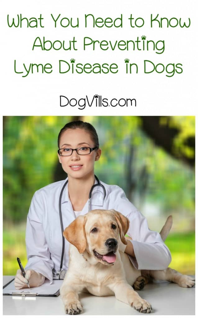 Prevent Lyme Disease in Dogs Month may be an awkward mouthful to say, but it's extremely important. Every April, the importance of preventing Lyme disease is highlighted with Prevent Lyme Disease in Dogs Month because April is the month when dogs are most prone to contracting this disease. In honor of this important month let's take a look at how we can keep lyme disease our of our pet's lives.