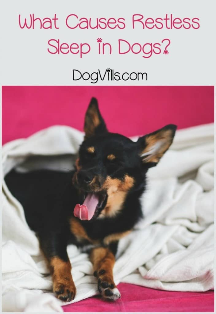 Restless sleep and pacing can be signs of distress in your dog. While dogs do seem to dream, a restless dog is probably not suffering from nightmares. Rather, they are probably experiencing some sort of physical discomfort causing them to be unable to sleep. Learn more about the cause of nightmares and restless sleep in dogs.