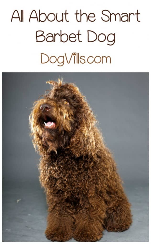 The Barbet dog is a love bug of the highest order. These bouncy, curly, family-centric dogs bond absolutely with their families, and they love to be around them at all times. If you have allergies, though, you might wonder, is he a hypoallergenic dog breed? Read on to find out!