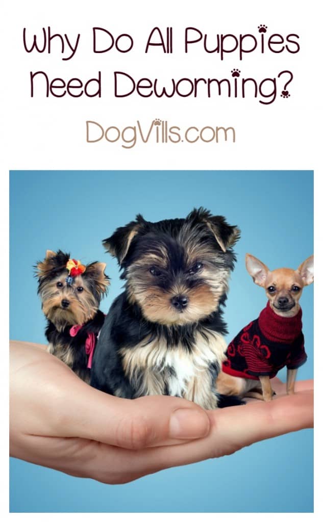 Deworming puppies is always done by vets. Whether the puppies were born outside, in a puppy mill, come from a breeder, or came down from a spaceship, deworming puppies is done 100% of the time. But why is it always done?