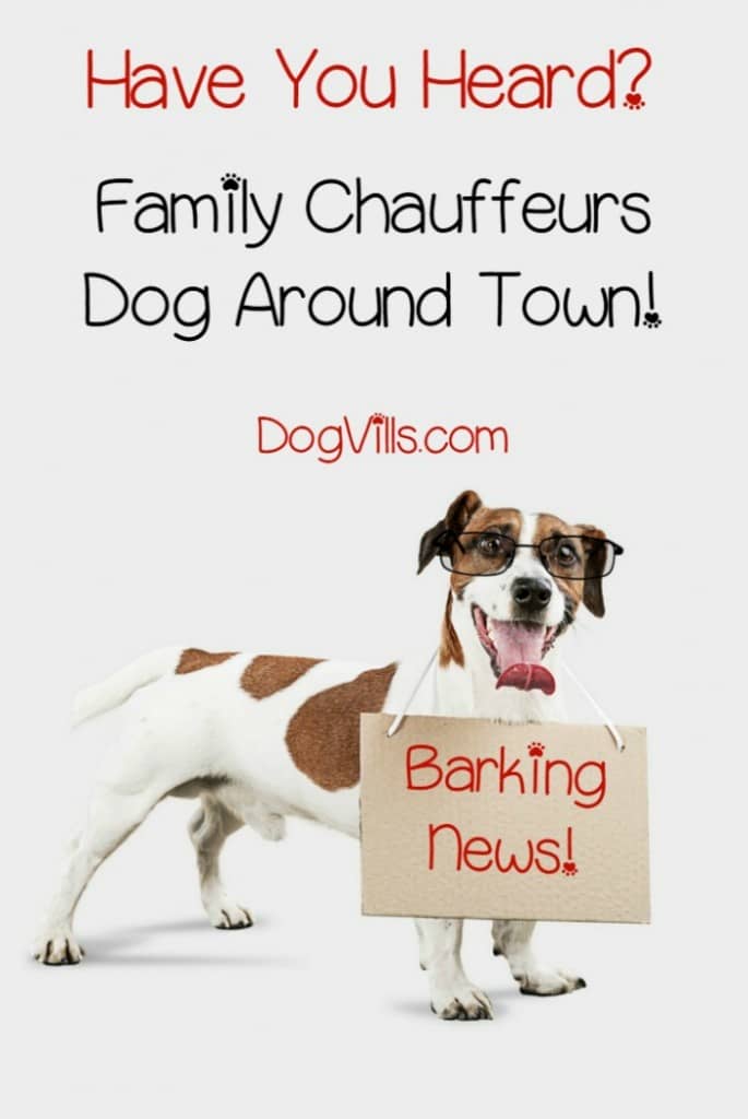 What do you do when your dog can't quite get around too well and morning walks are out? Take him for a car ride! That's what one family does for their pooch in today's feel-good dog news story! Check out Butkus and his fabulous ride!