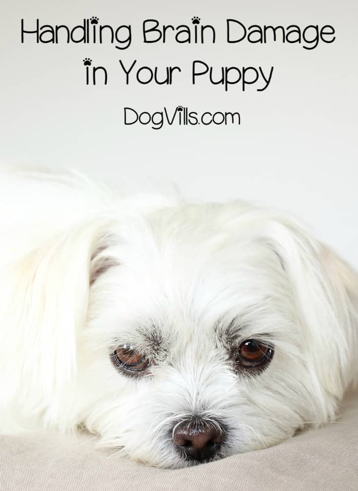 Wondering how to handle a seemingly mentally disabled puppy? Learn about brain damage in dogs & if there is anything you can do to help them thrive.