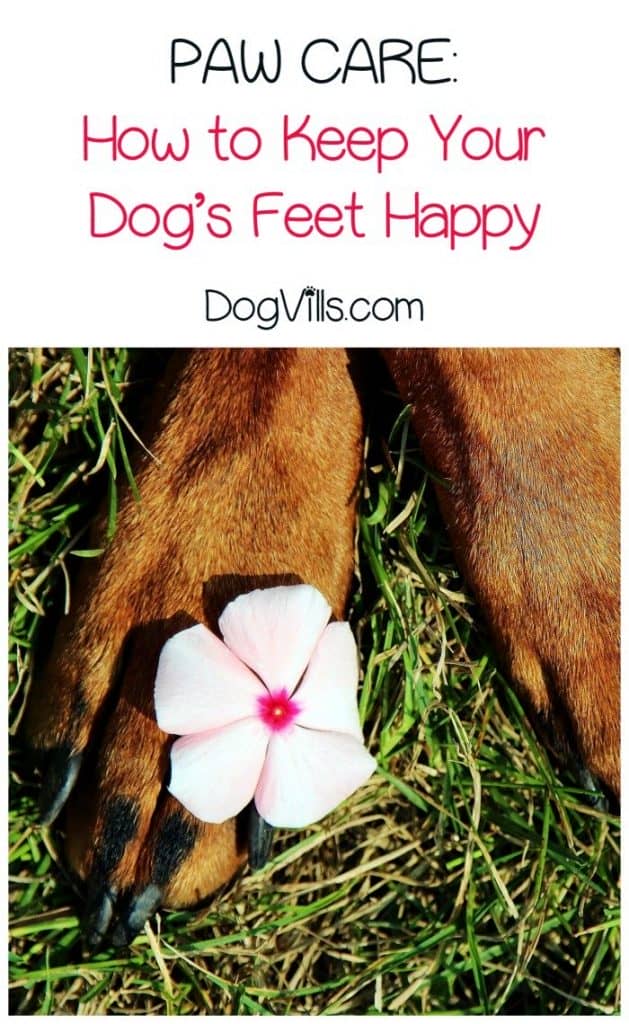 Paw care for dogs is an essential part of your pet's overall healthcare routine. Check out our tips to keep your pup's feet healthy!