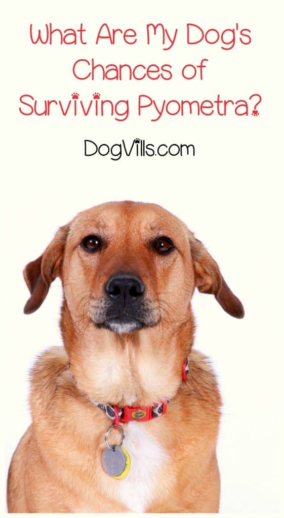 What is pyometra & can your dog survive it? Today we're answering the terrifying question of "what are my dog's chances of surviving pyometra?"