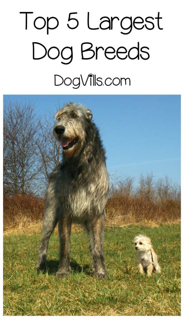 Thinking about getting a REALLY BIG pooch? Check out the top 5 largest dog breeds!