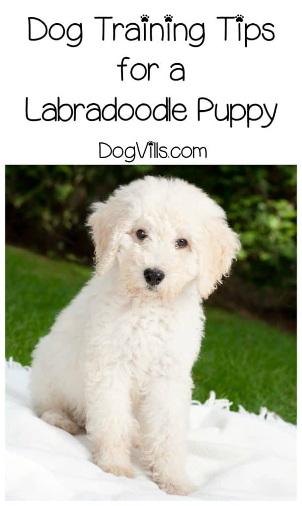 How Should a Labradoodle Puppy Be Trained? With loads of patience! Check out our dog training tips for this goofball breed!
