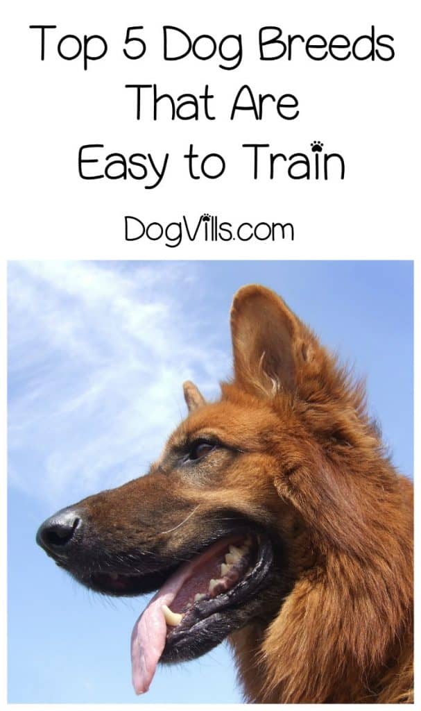 Looking for the top 5 dog breeds that are easy to train? These pups in particular tend to take to commands fairly fast. Check them out!