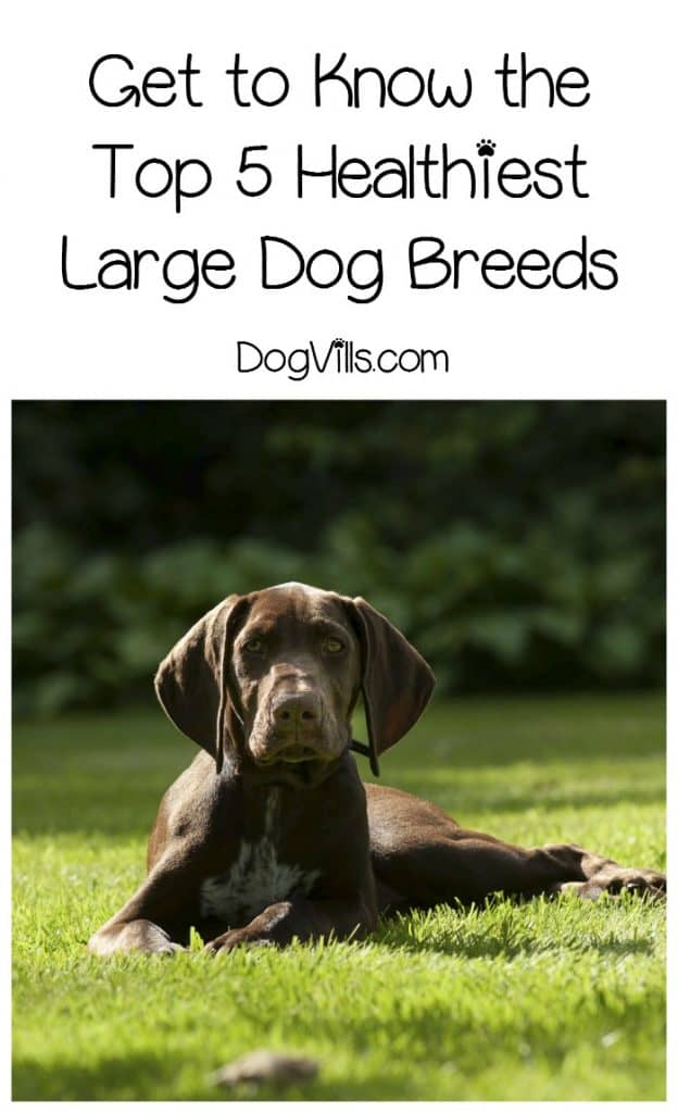 What are the most healthy dog breeds? It depends on a ton of factors, but these 5 large breeds often top the list! Check them out!