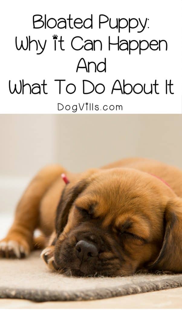 Got a bloated puppy? Here is why it can happen and dog health tips for how to get it under control. Check it out!