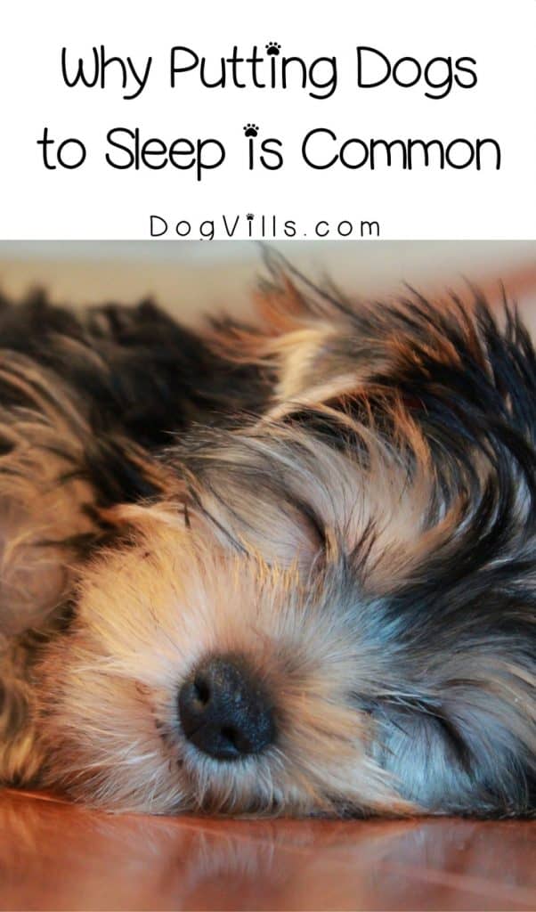 Why is putting dogs to sleep so common? It’s one of the hardest decisions to make as a pet parent, but it’s done out of love. Learn more about saying goodbye in your own time.