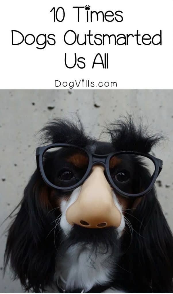 Need a laugh? Check out these funny dog pictures of 10 times dogs outsmarted us all! These are some clever pups!