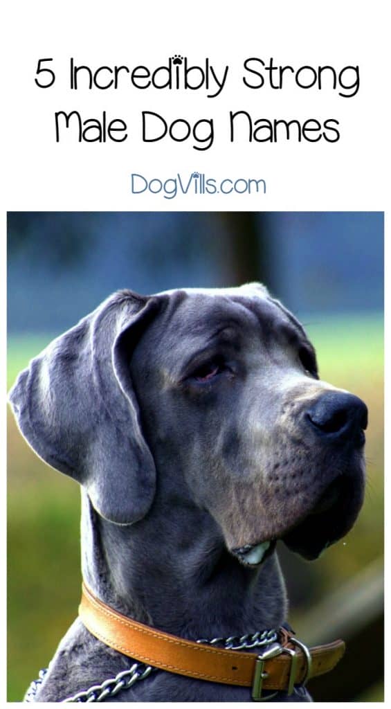 Mighty big dogs (or mighty big at heart) deserve strong male dog names! Check out 5 of our favorite names that really exude confidence!