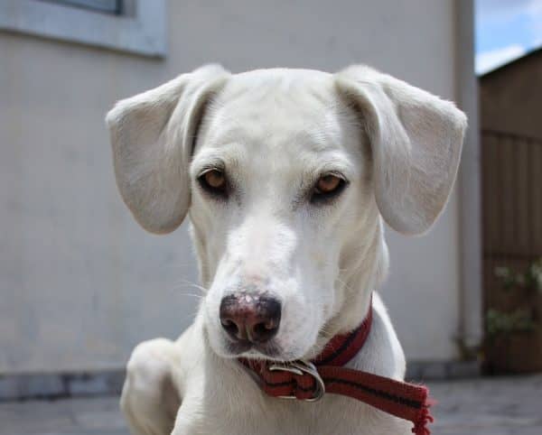 Think Fido’s absolutely brilliant? Check out five outrageously fun ways to test your dog’s IQ and prove once and for all that he really is the smartest pup on the block!