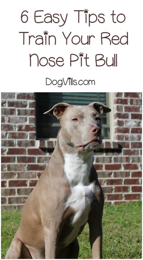 Wondering how to train your red nose pit bull? Check out six easy positive dog training methods that will work perfect with any pit!