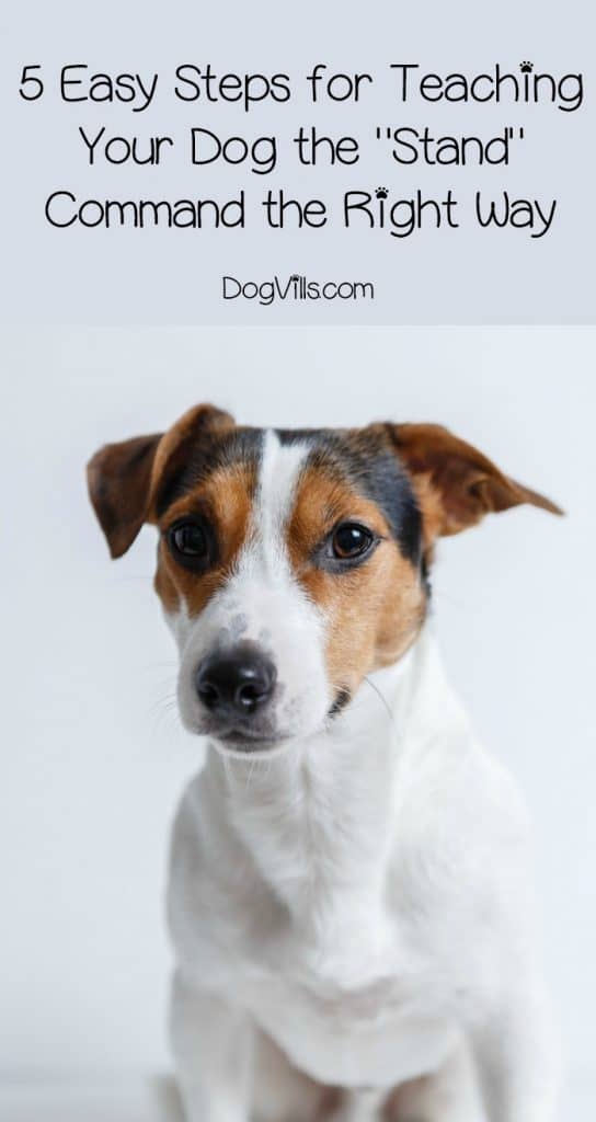How do you teach your dog the stand command the right way? Why would you even WANT to teach him this? Find out in our 5-step training guide!