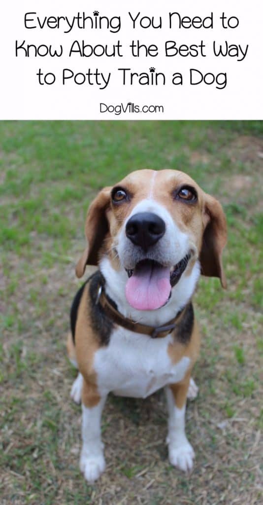 Looking for the best way to potty train a dog? Check out our tips and tricks for house breaking Fido quickly and easily!
